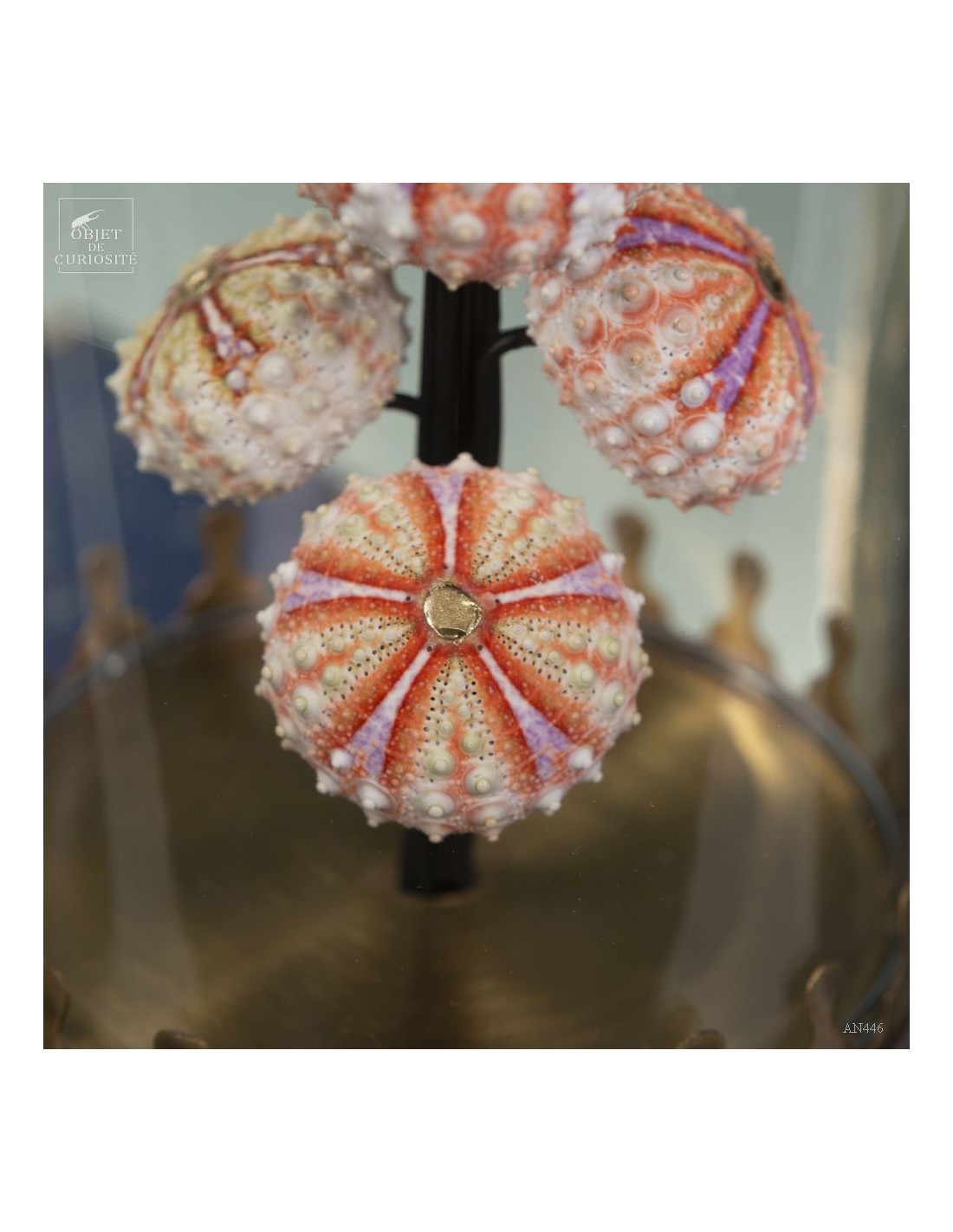 Sea urchin tests COELOPLEURUS... Sea urchin tests COELOPLEURUS...