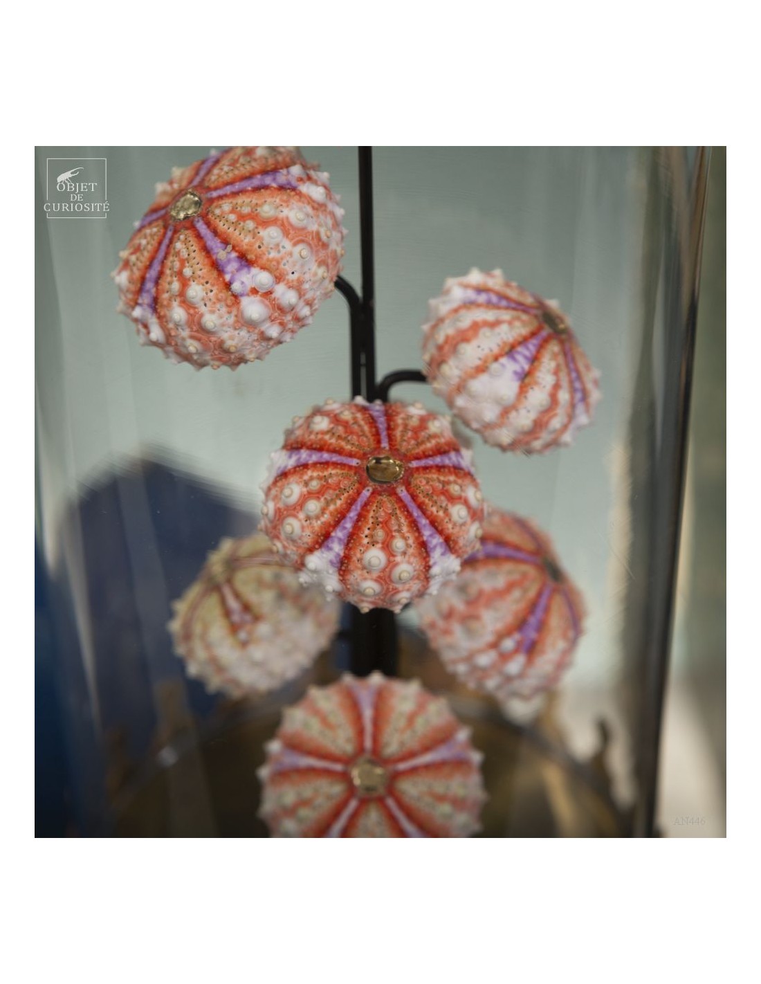 Sea urchin tests COELOPLEURUS... Sea urchin tests COELOPLEURUS...