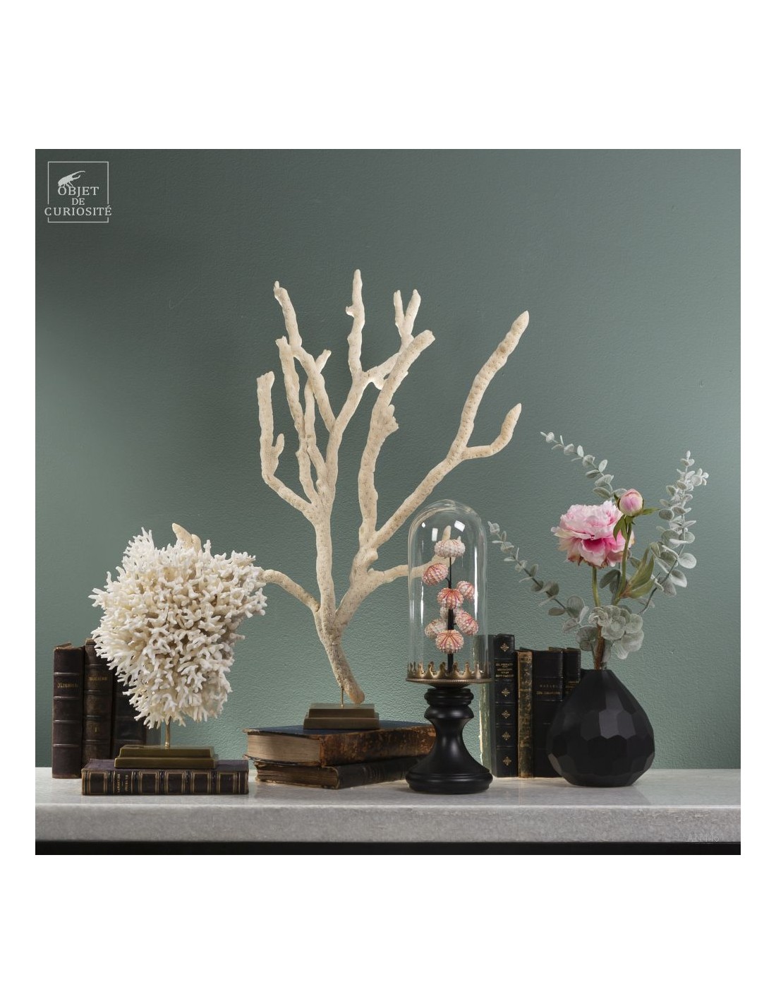 Sea urchin tests COELOPLEURUS... Sea urchin tests COELOPLEURUS...