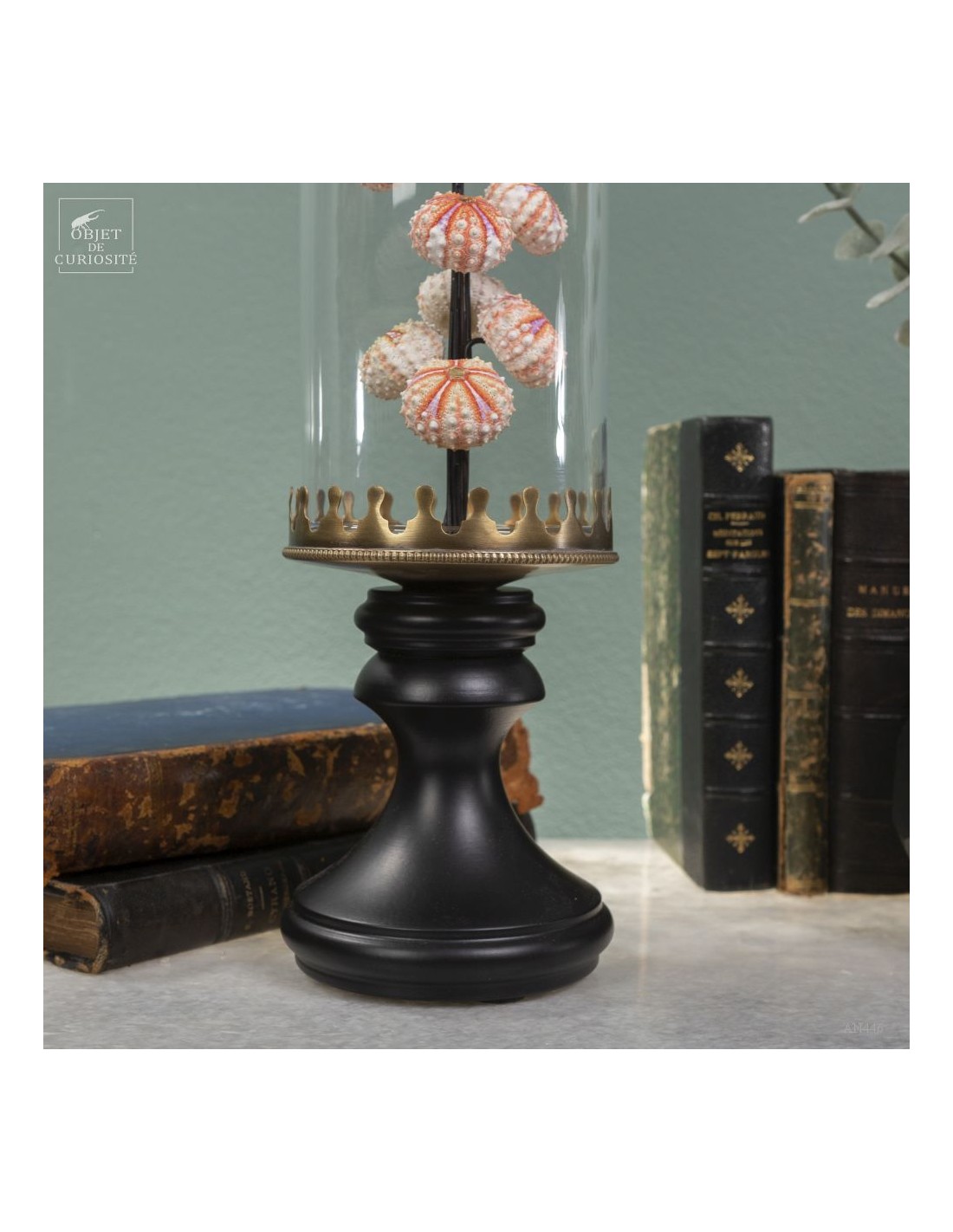 Sea urchin tests COELOPLEURUS... Sea urchin tests COELOPLEURUS...