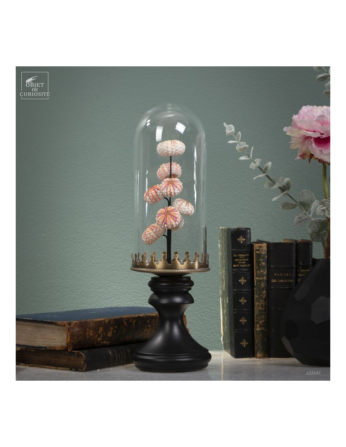 Sea urchin tests COELOPLEURUS... Sea urchin tests COELOPLEURUS...