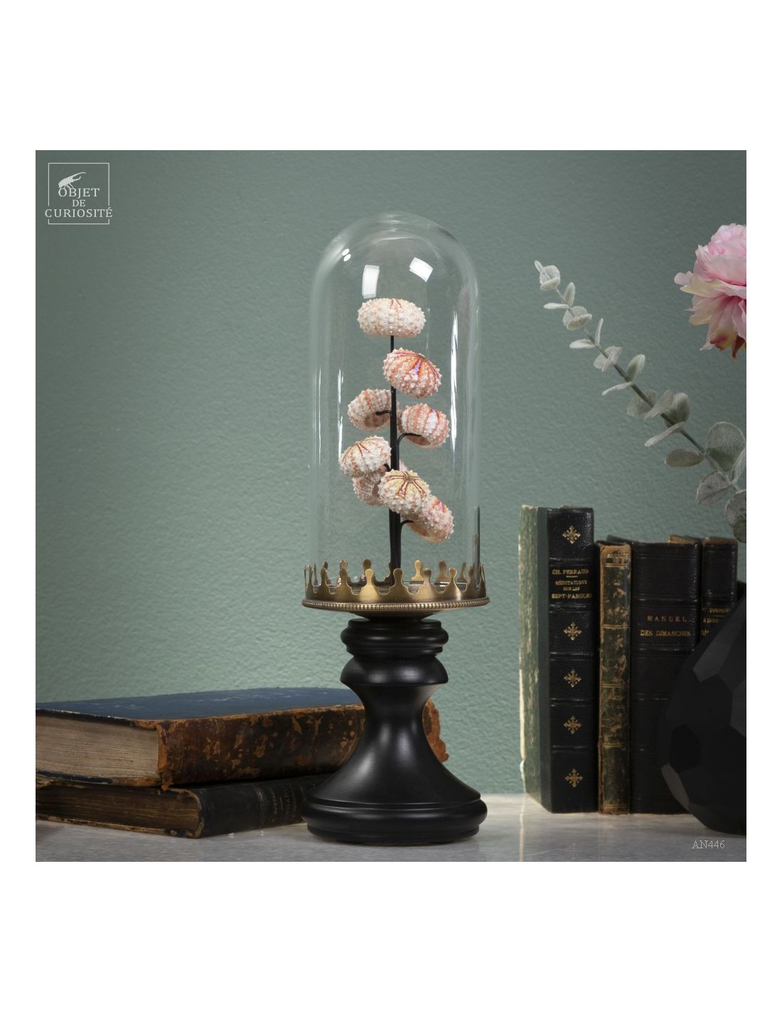 Sea urchin tests COELOPLEURUS... Sea urchin tests COELOPLEURUS...