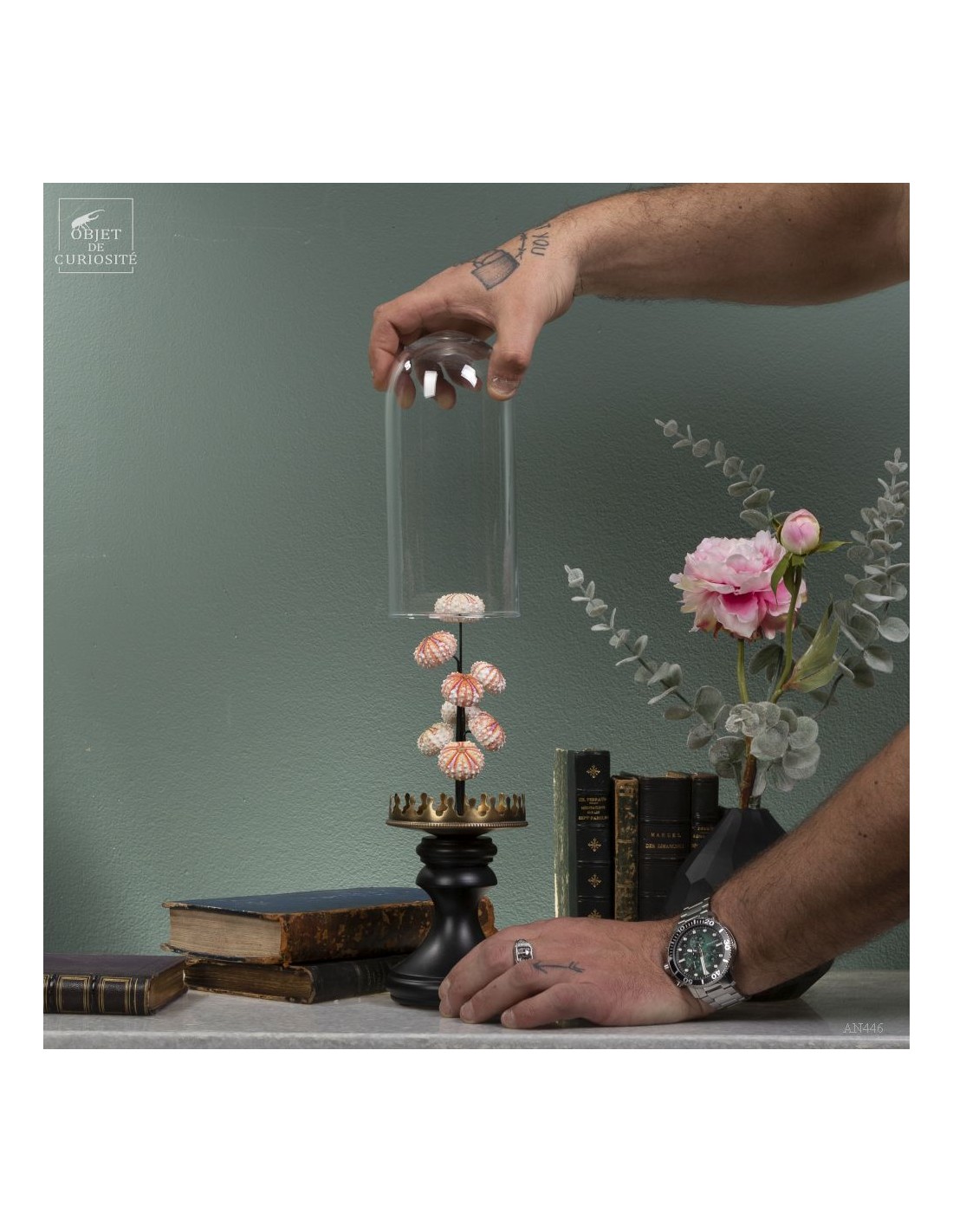 Sea urchin tests COELOPLEURUS... Sea urchin tests COELOPLEURUS...