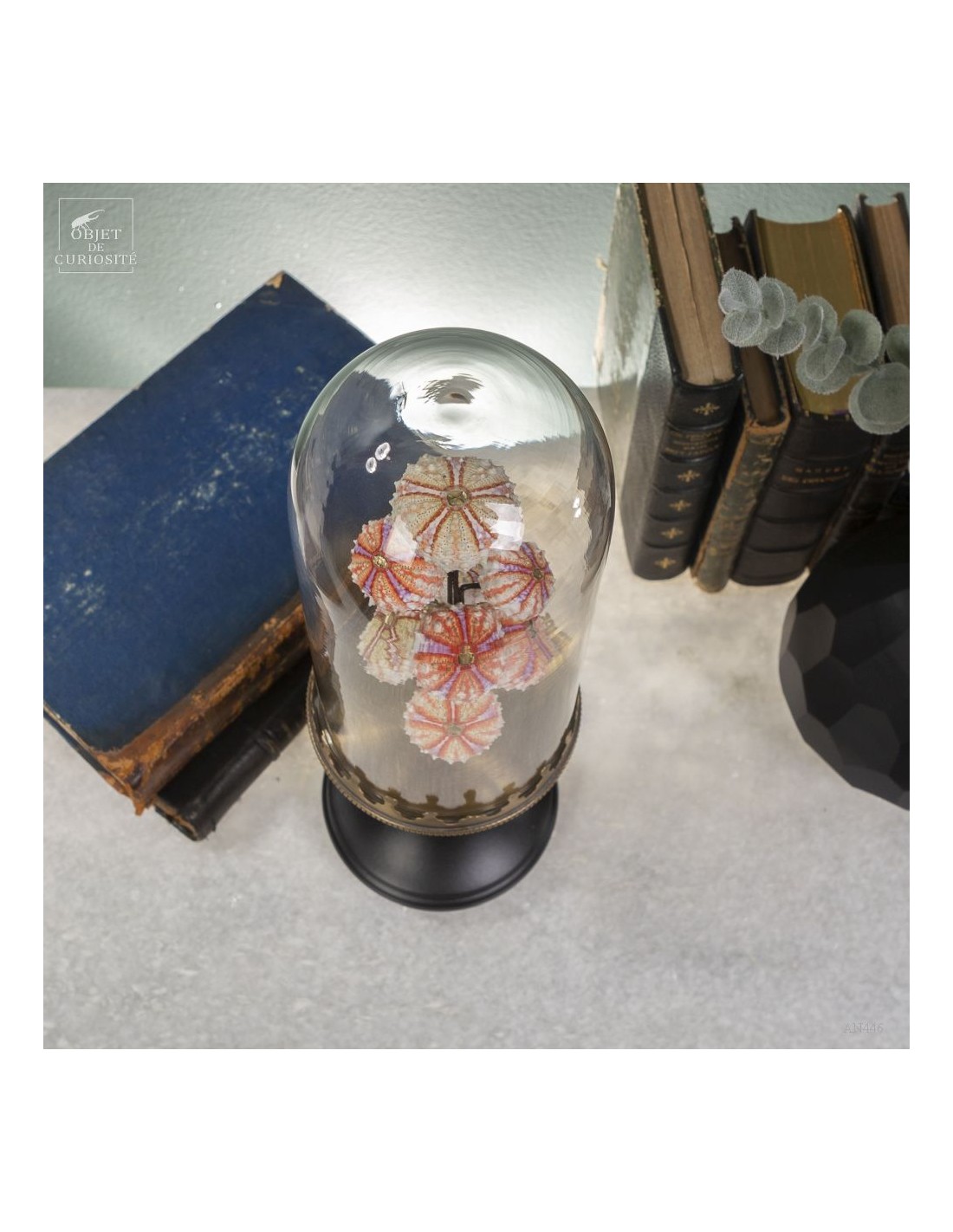 Sea urchin tests COELOPLEURUS... Sea urchin tests COELOPLEURUS...