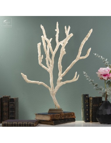 White sponge from Florida