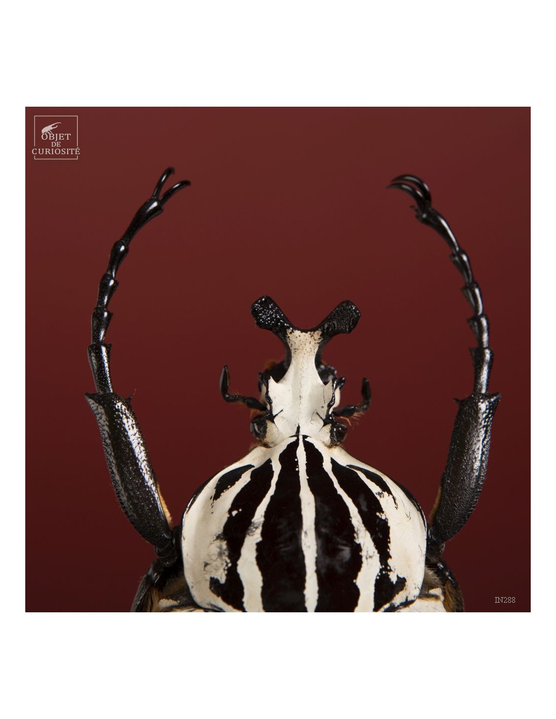 Goliath sous mini globe Goliath sous mini globe