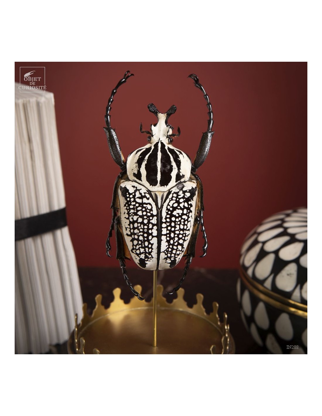 Goliath sous mini globe Goliath sous mini globe