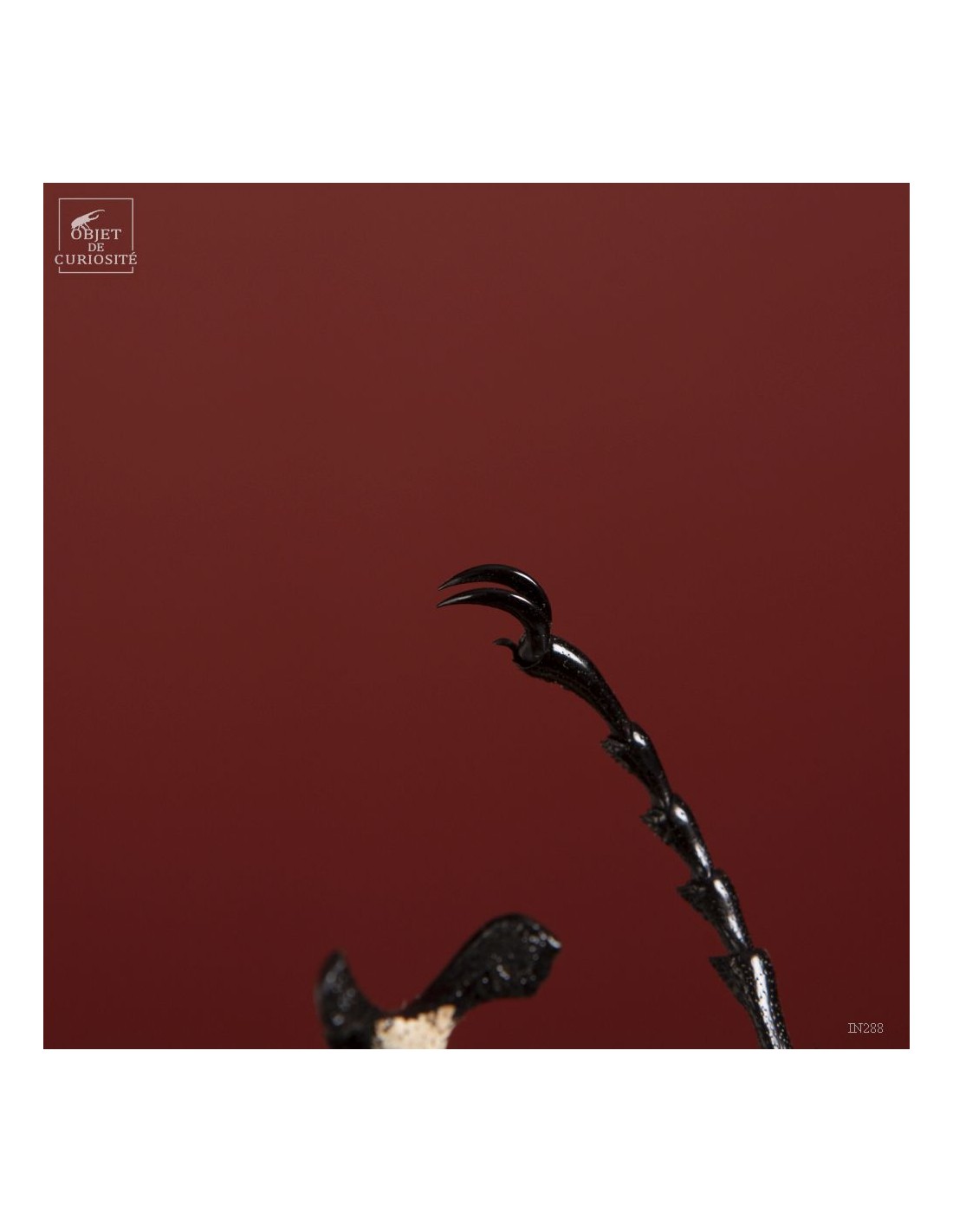 Goliath sous mini globe Goliath sous mini globe