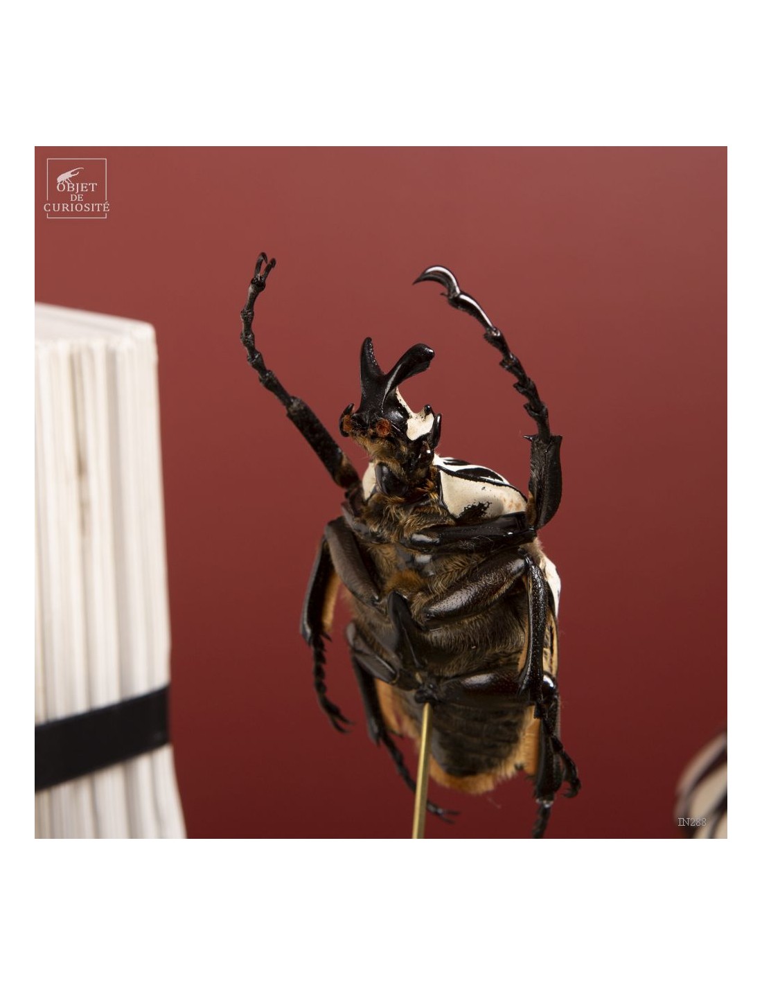 Goliath sous mini globe Goliath sous mini globe