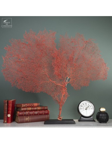 Bright red gorgonian on black base Bright red gorgonian on black base