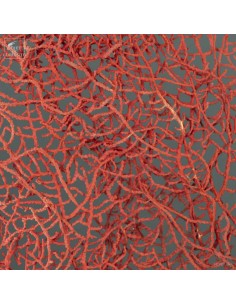 Bright red gorgonian on... 2