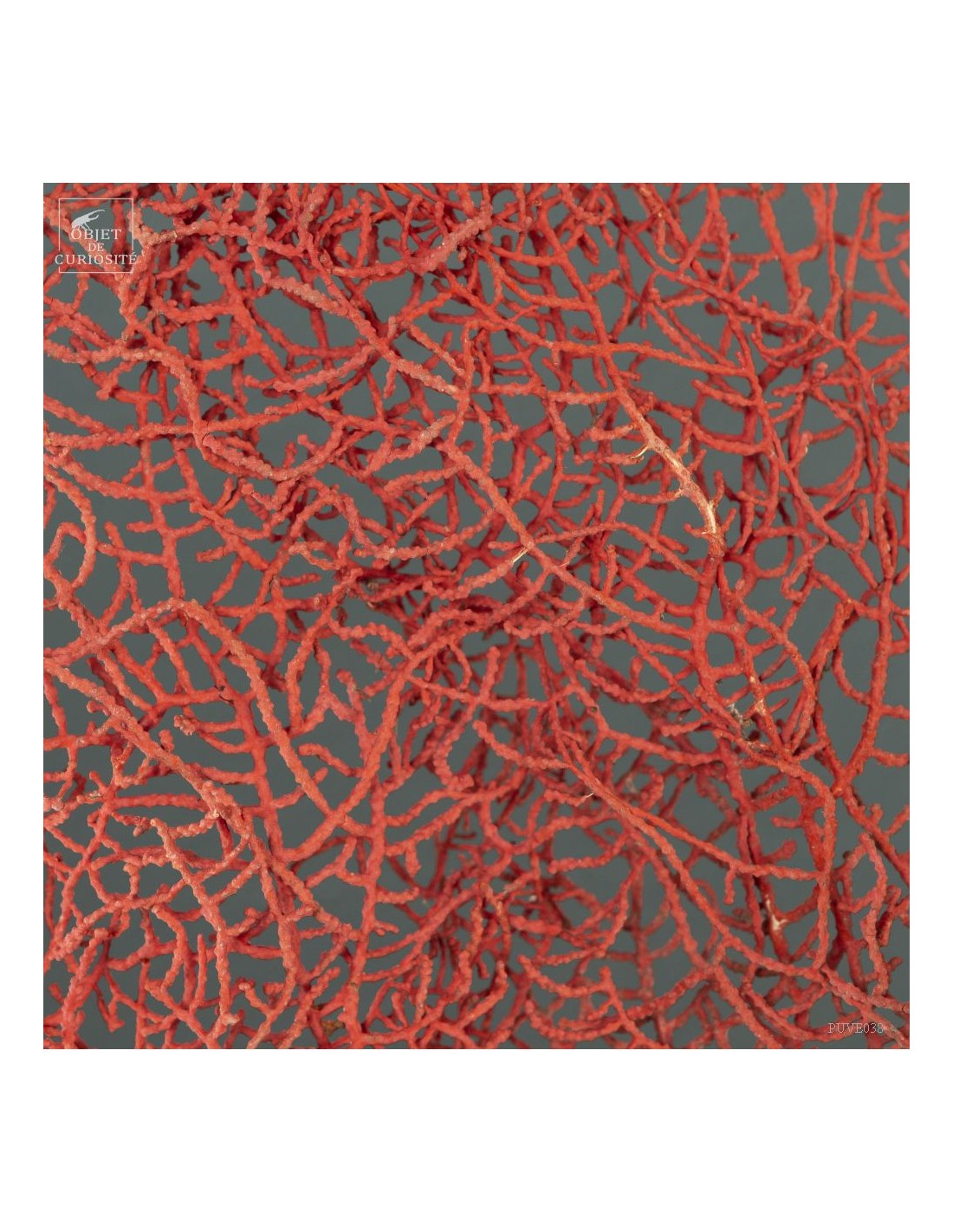 Bright red gorgonian on black base Bright red gorgonian on black base