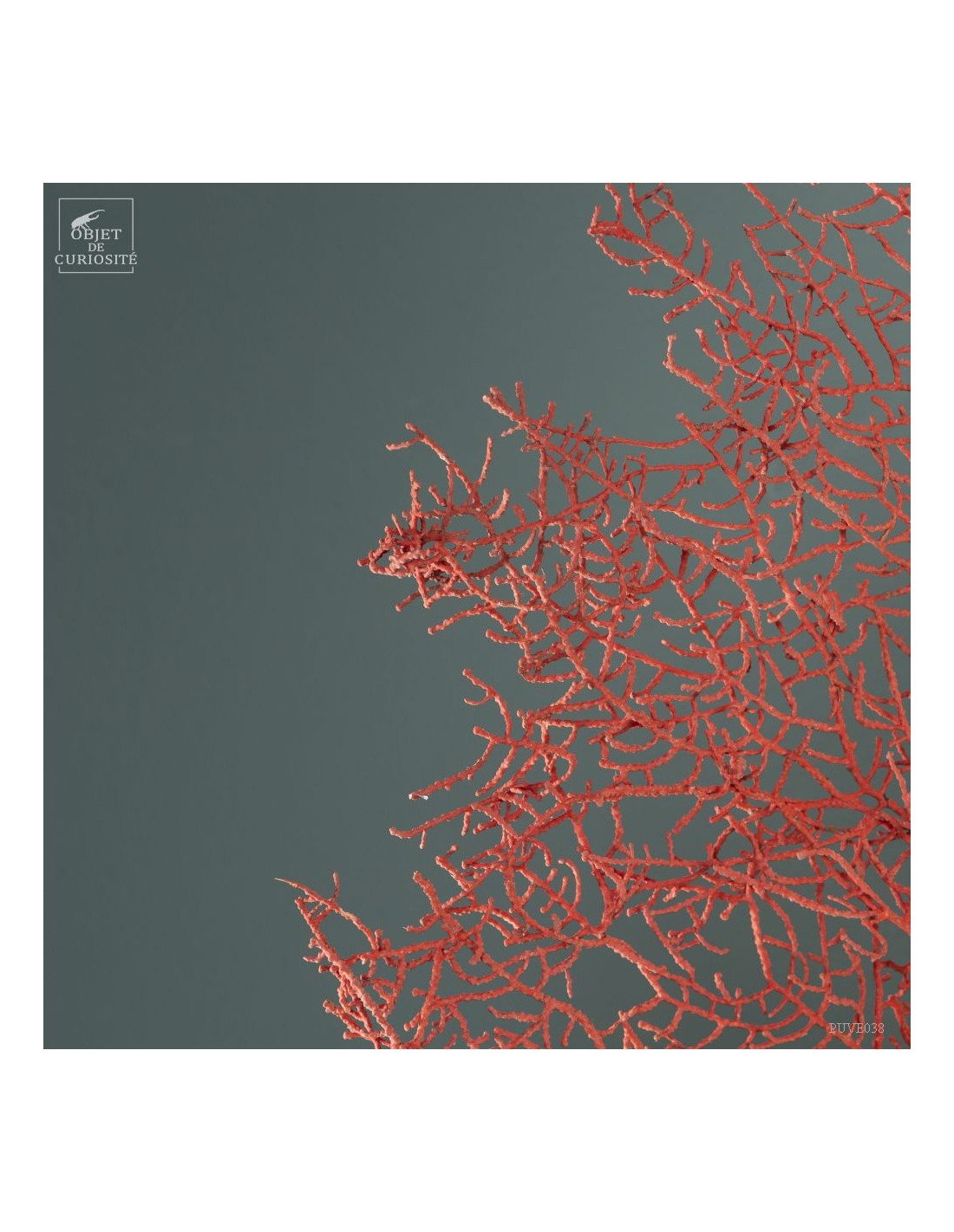 Bright red gorgonian on black base Bright red gorgonian on black base