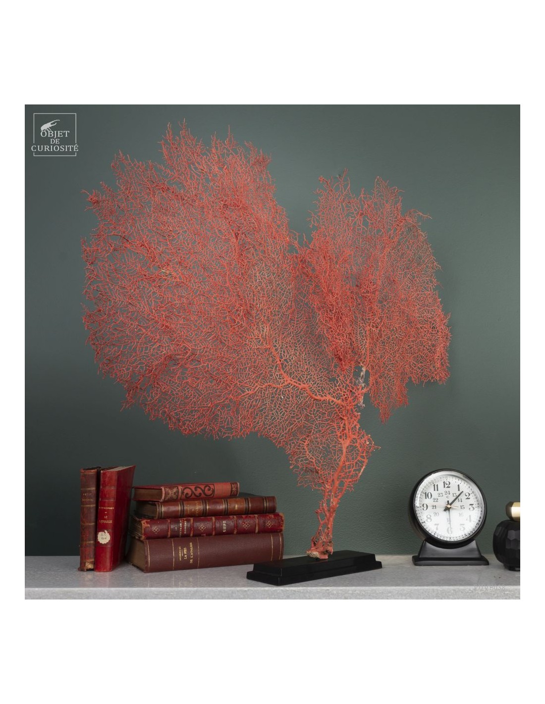 Bright red gorgonian on black base Bright red gorgonian on black base