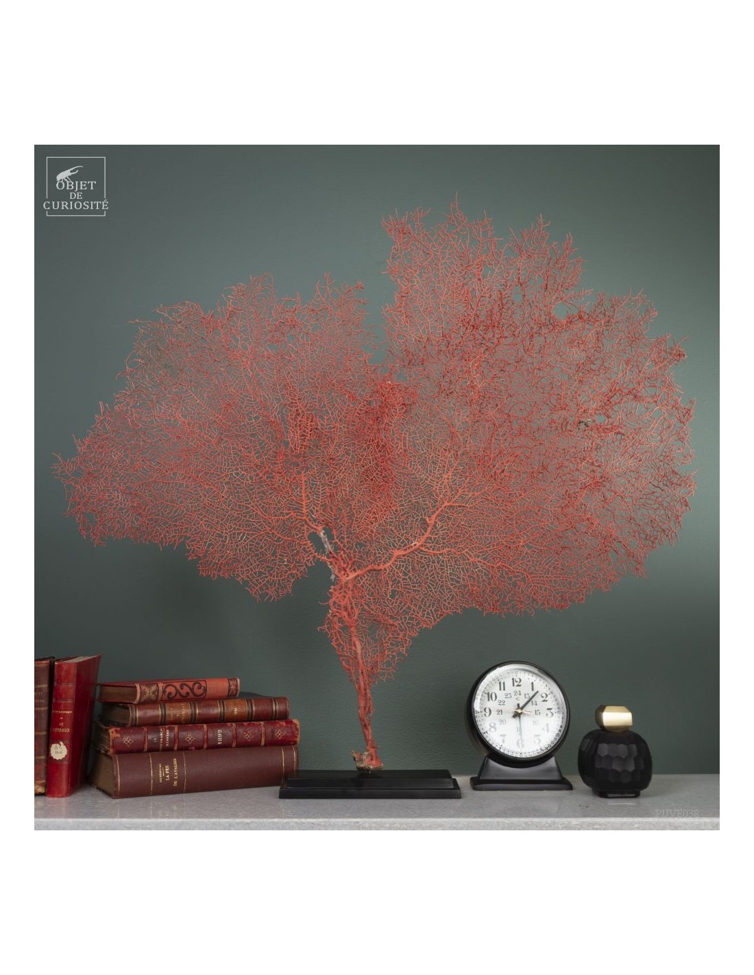 Bright red gorgonian on black base Bright red gorgonian on black base