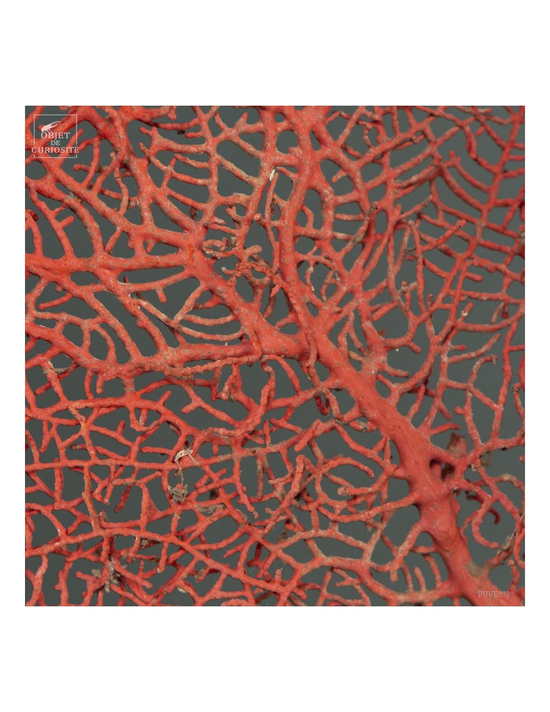 Bright red gorgonian on black base Bright red gorgonian on black base