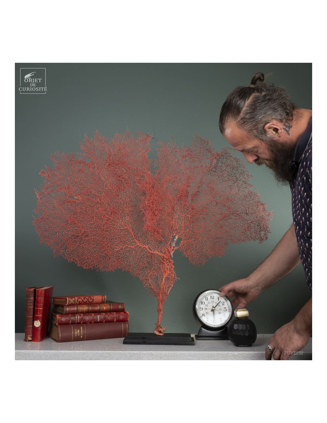 Bright red gorgonian on black base Bright red gorgonian on black base