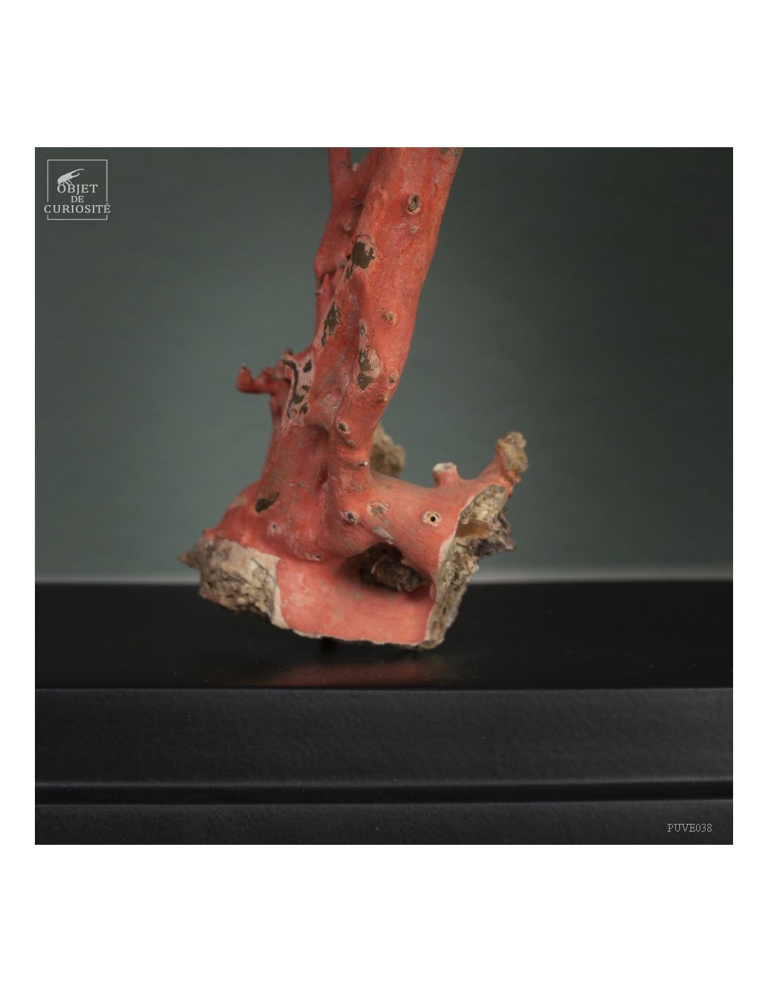 Bright red gorgonian on black base Bright red gorgonian on black base