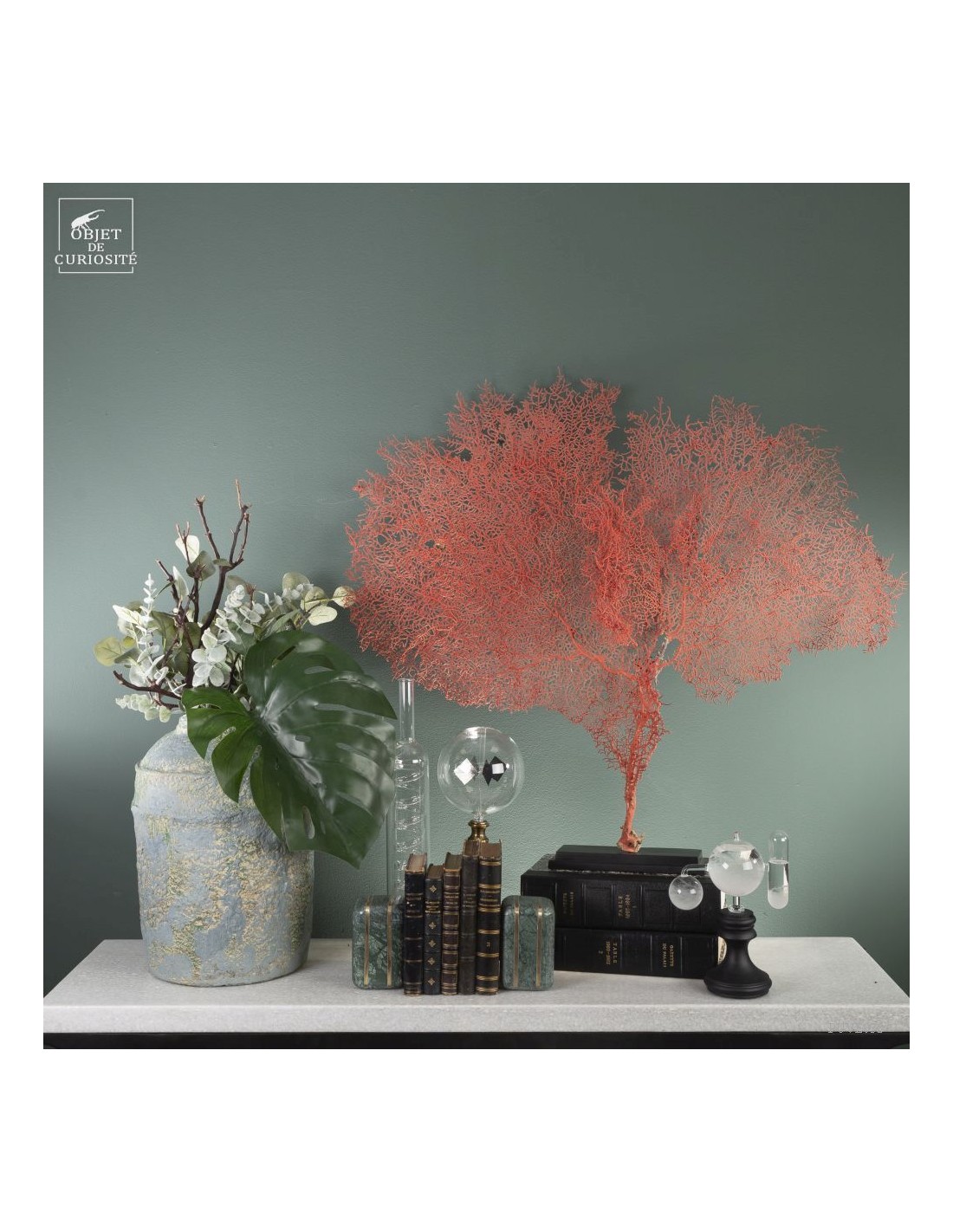 Bright red gorgonian on black base Bright red gorgonian on black base