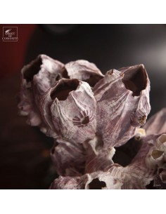 Balanus purple shells on... 2
