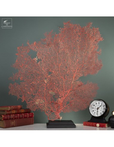 Bright red gorgonian on black base