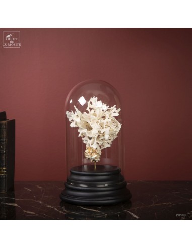Bryozoaire blanc GM sous globe