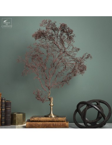 Brown gorgonian
