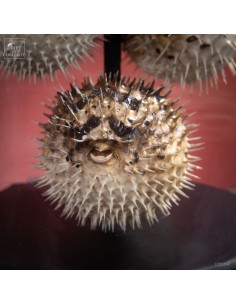 Lampe avec 8 mini diodons 2