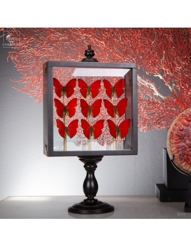 9 CYMOTHOE SANGARIS Butterflies  –...
