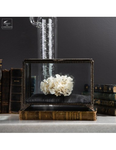 White Bryozoan on black silk, in...