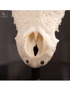 Lampe avec Crane de... 2