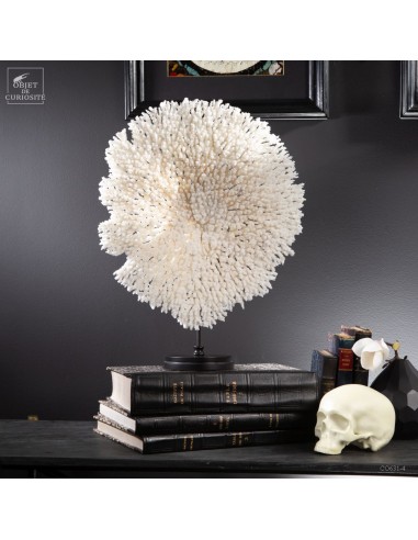 Corail blanc couronne verticale A....