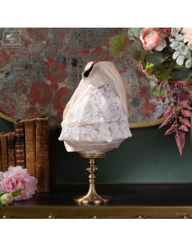 Cassis Madagascariensis  avec camée...