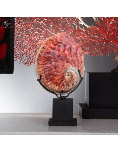 Abalone Midas, black base