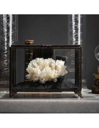 White Bryozoan in glass box