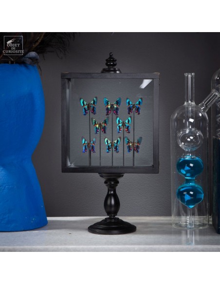 8 Colorfull small butterflies in standing box