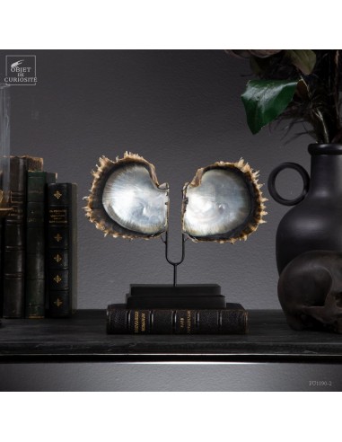 Full Raw Pearl Oyster -PINCTADA...