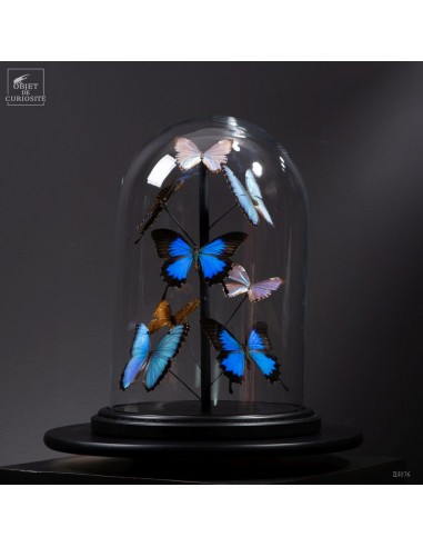 Blue morpho butterflies under glass