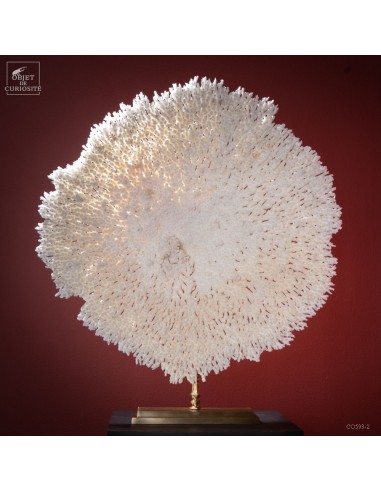 Corail blanc grande couronne A....