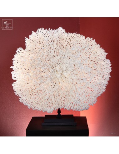 White coral ACROPORA HYACINTUS Large