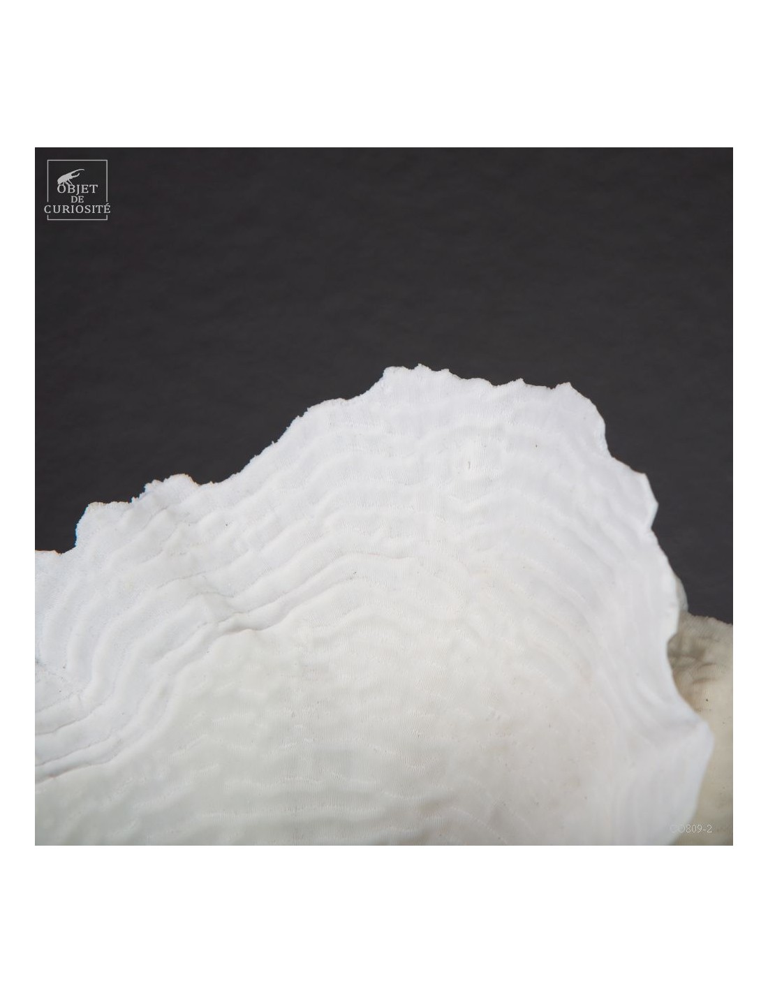 White coral PACHYSERIS RUGOSA