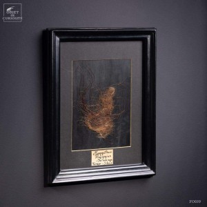 Mammoth hair in black frame