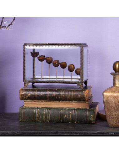 Développement d'un mille-pattes...