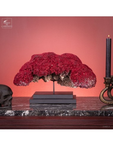 Corail rouge TUBIPORA MUSICA