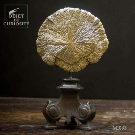 Pyrite dollar (USA) sur socle baroque laiton