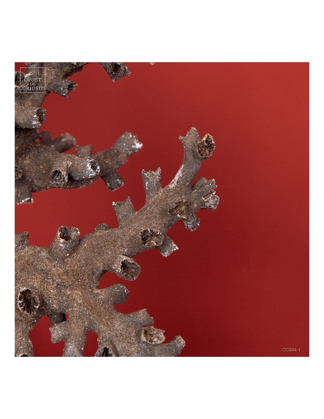 Black coral TUBASTRAEA MICRANTHA