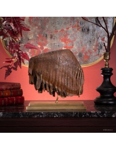 Mammoth teeth from Poland...