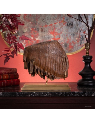 Molaire de Mammouth 4.7kg -...