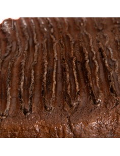 Mammoth teeth from Poland... 2