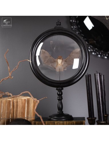 Taxidermy of K. Pellucida Bat in a...